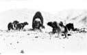 Image of Four dogs surround lone musk-ox